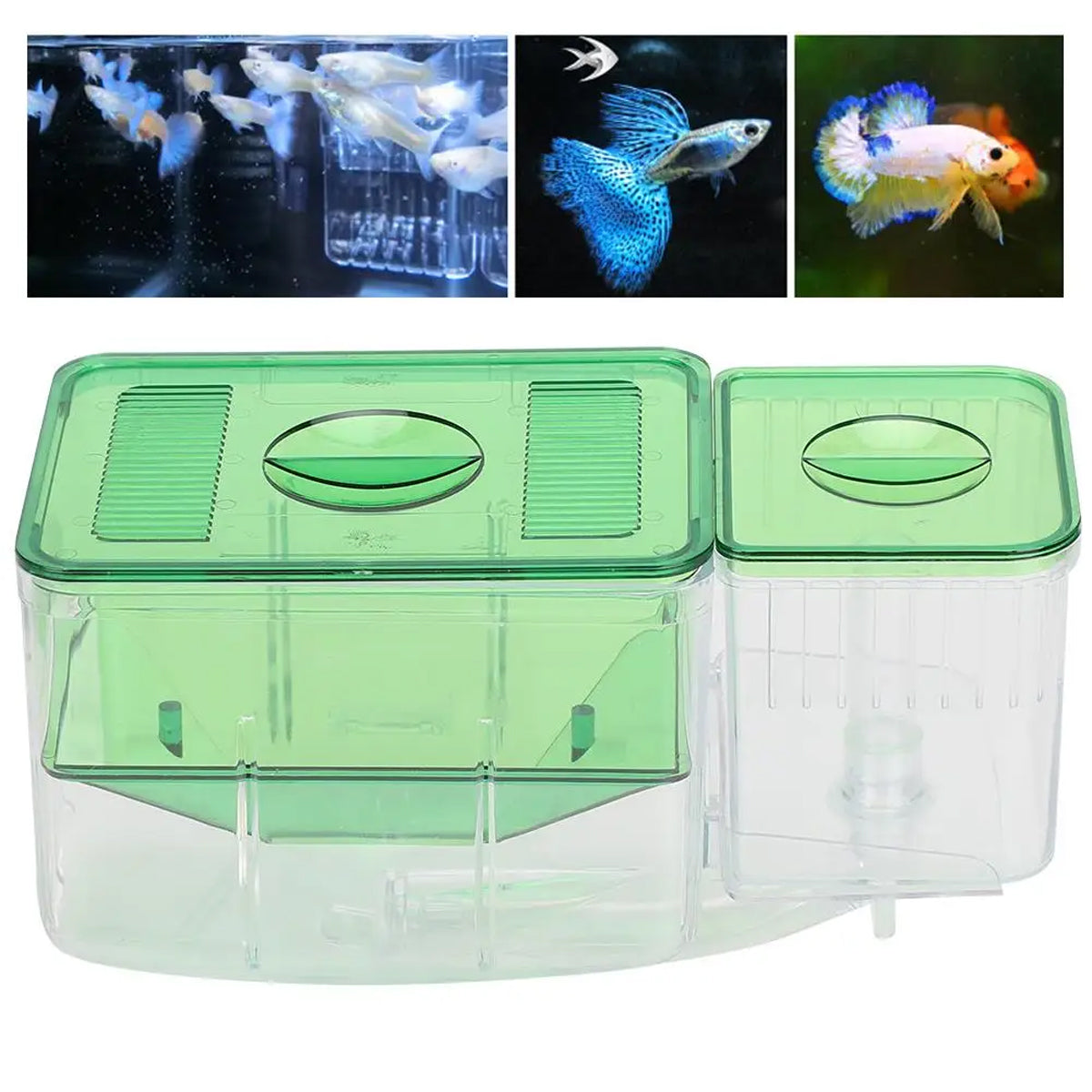 Double-Layer Fish Isolation Box