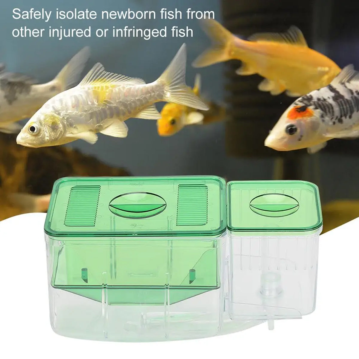 Double-Layer Fish Isolation Box