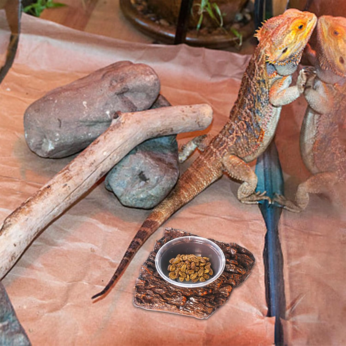 Resin Reptile Feeding Basin with Natural Rock Design