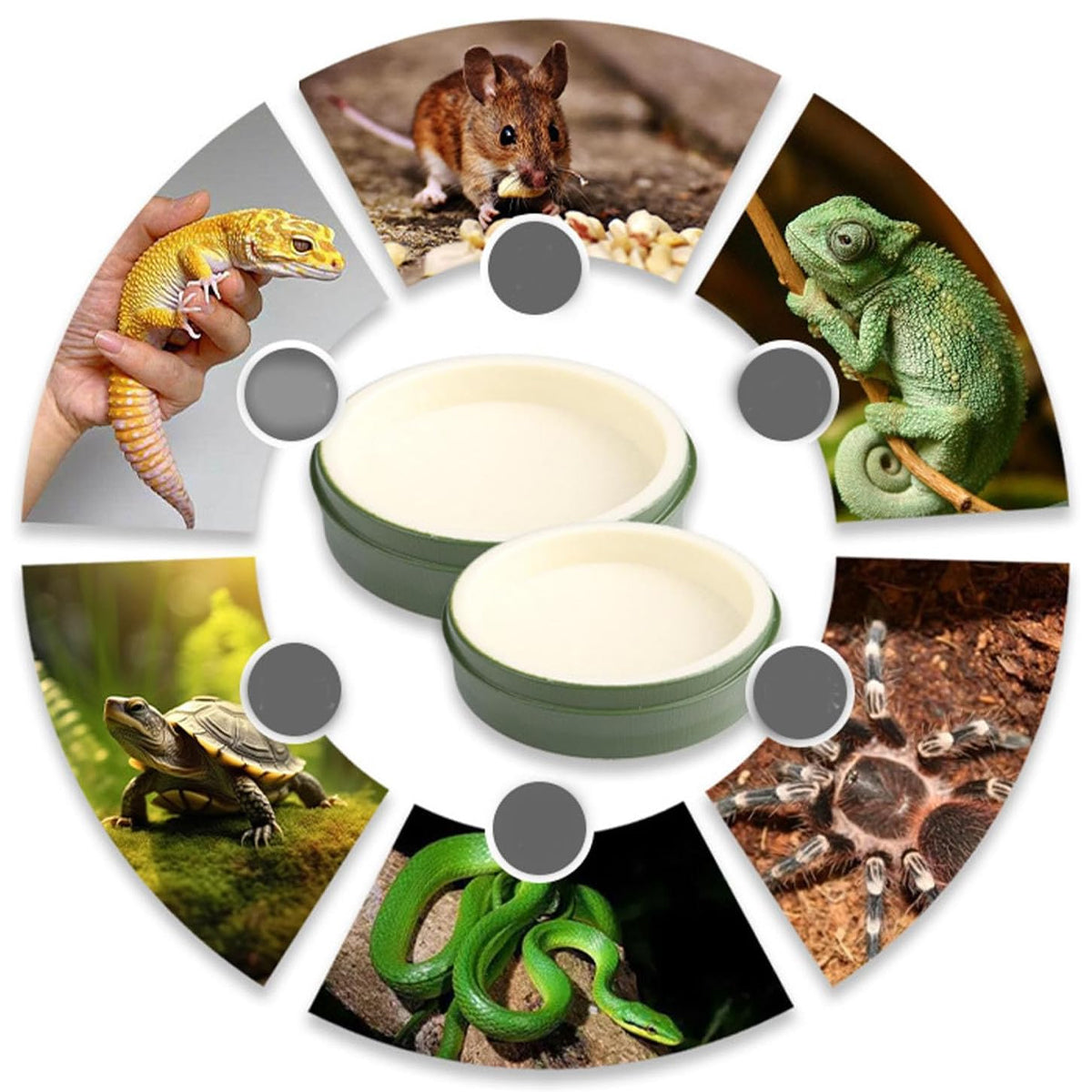 Leaf-Shaped Reptile Feeding Dish Plastic Water Bowl for Terrarium