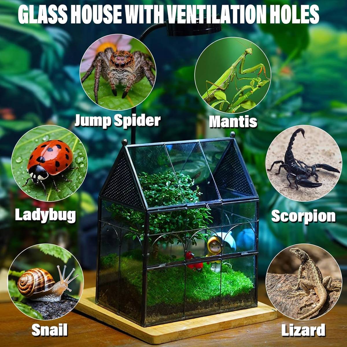 Glass Insect Terrarium Breeding Box With Ventilation