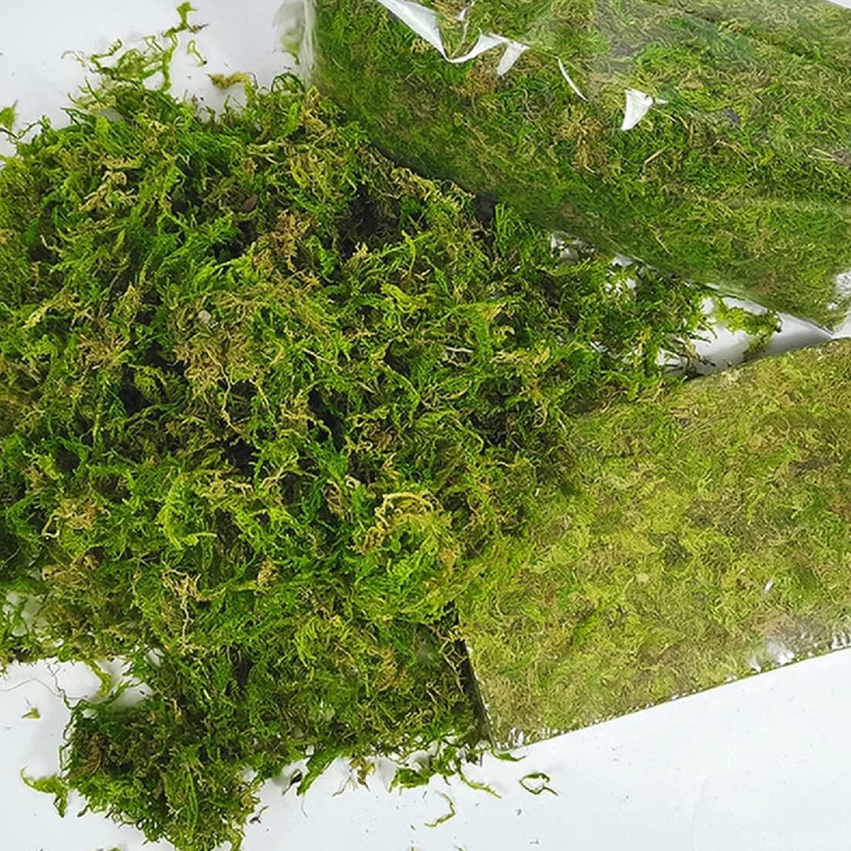 Compressed Natural Moss Mat For Reptiles Terrariums Humidity Control