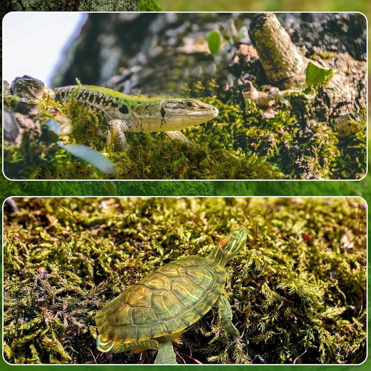 Compressed Natural Moss Mat For Reptiles Terrariums Humidity Control