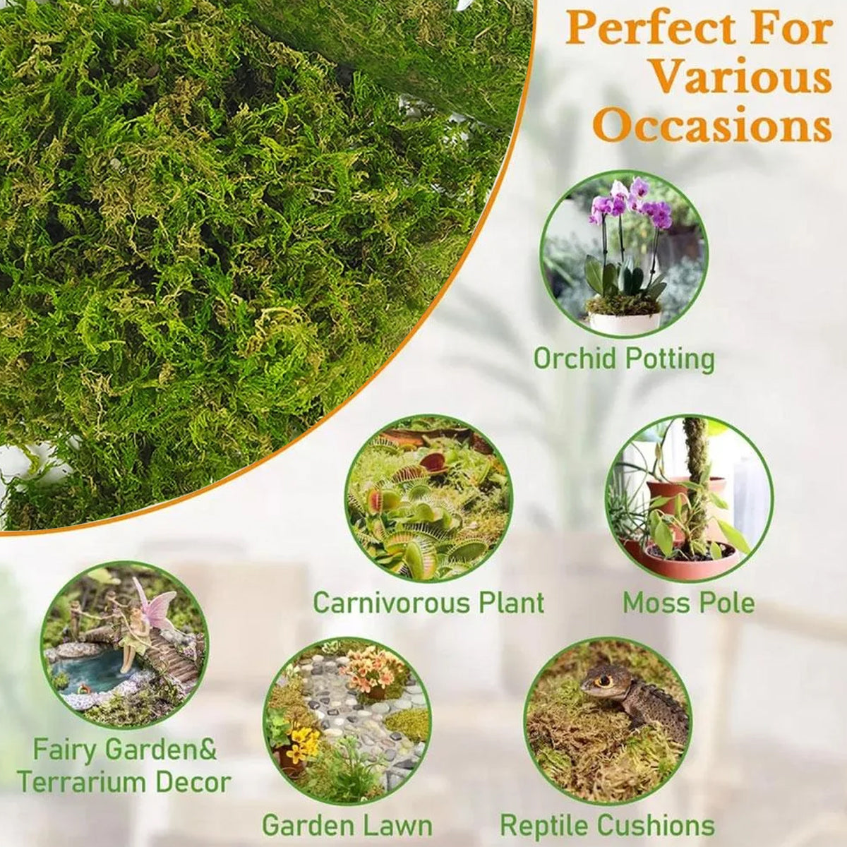 Compressed Natural Moss Mat For Reptiles Terrariums Humidity Control