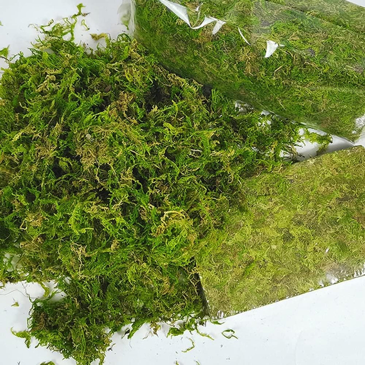Compressed Natural Moss Mat For Reptiles Terrariums Humidity Control