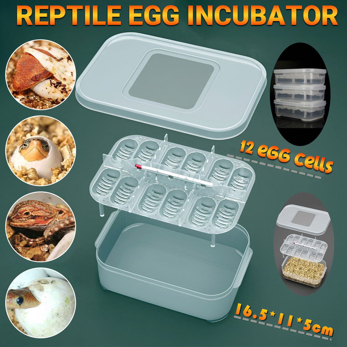 Reptile Egg Incubator Box with 12-Cell Tray and Clear Lid