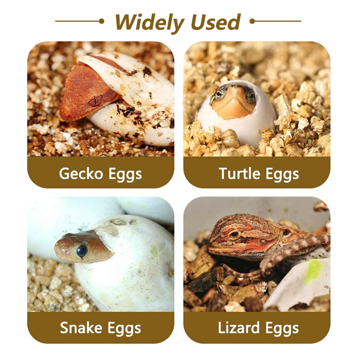 Reptile Egg Incubator Box with 12-Cell Tray and Clear Lid