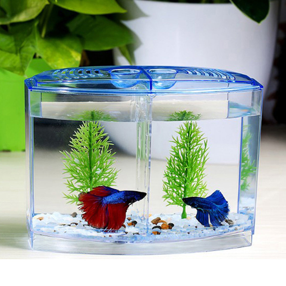 Acrylic Fish Isolation Box Transparent Breeding Tank Divider