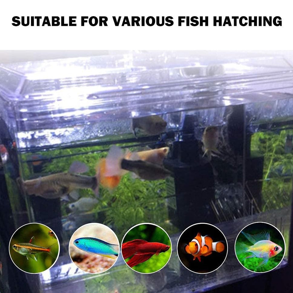 Acrylic Fish Breeding Isolation Box for Guppies and Small Fish