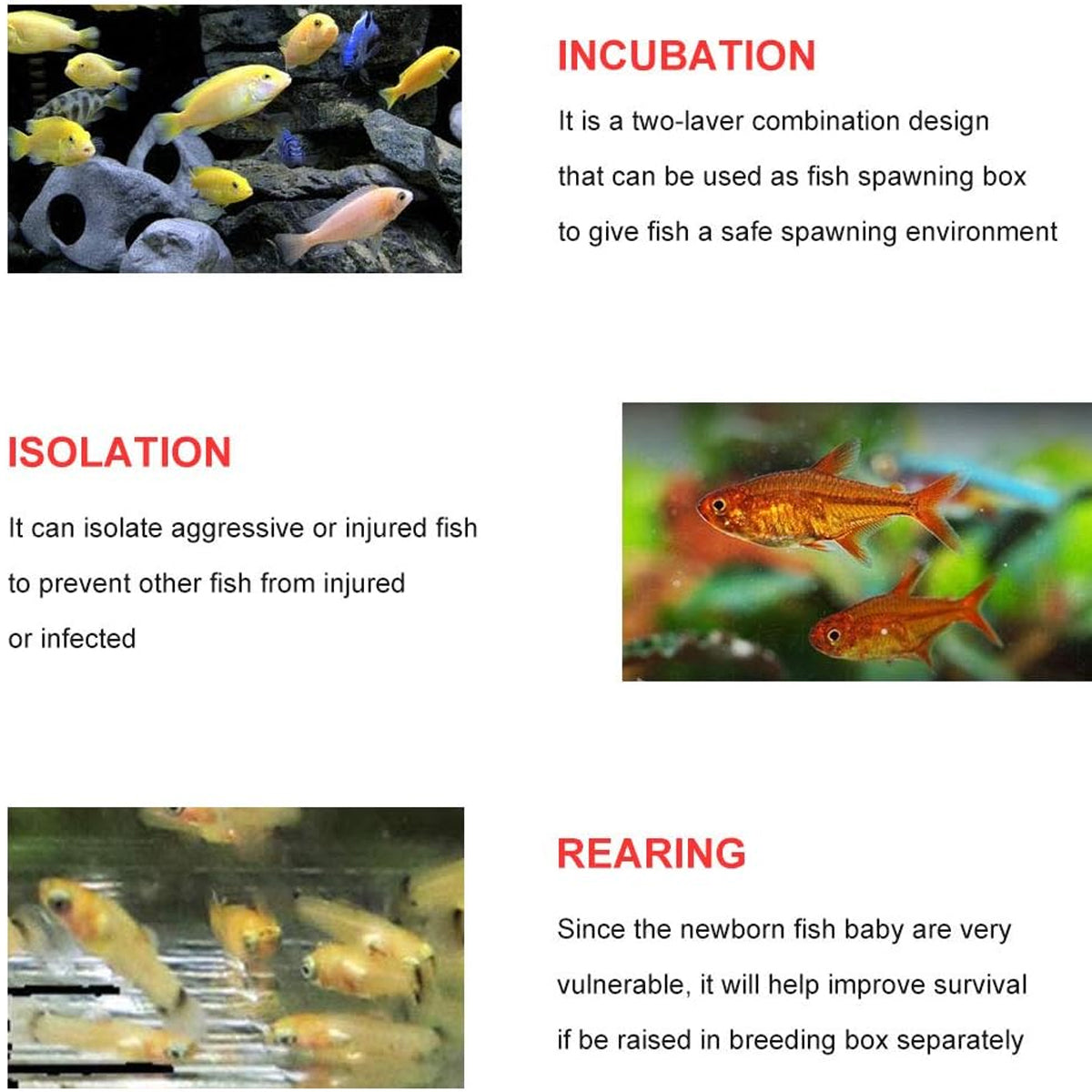 Acrylic Fish Breeding Isolation Box for Guppies and Small Fish