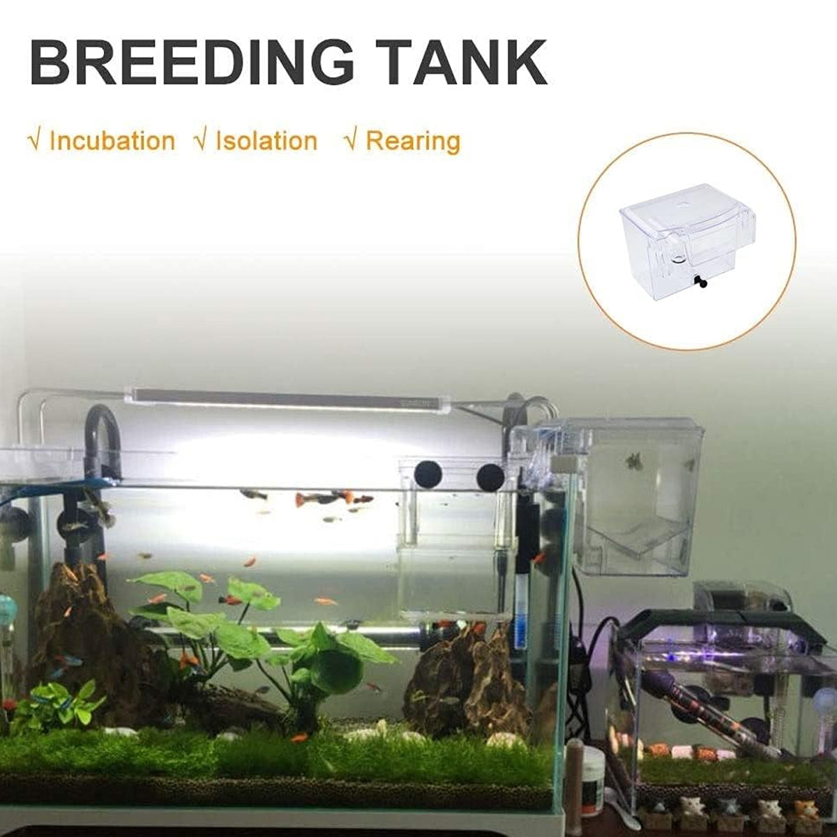 Acrylic Fish Breeding Isolation Box for Guppies and Small Fish