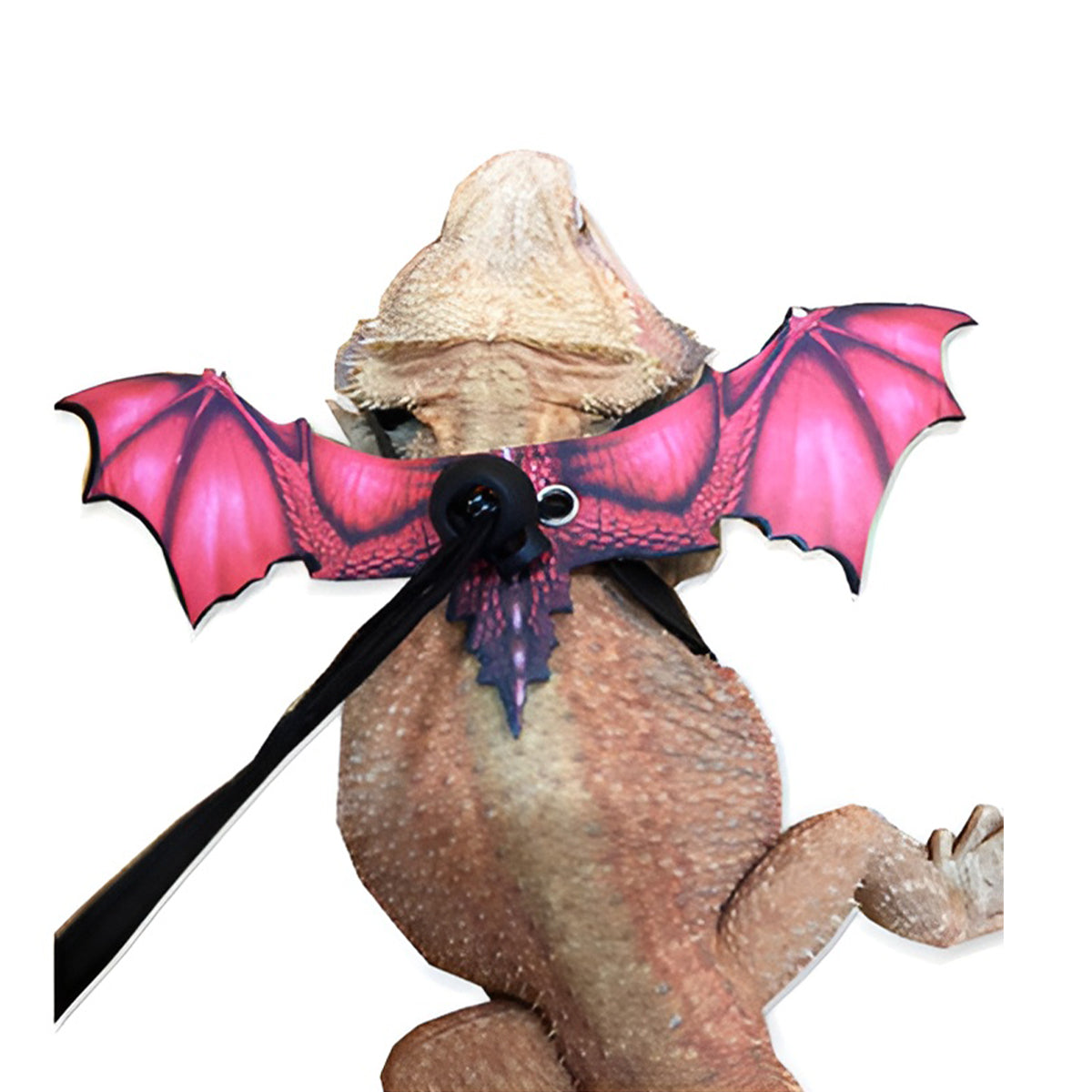 Adjustable Dragon Wing Lizard Leash Reptile Harness Set