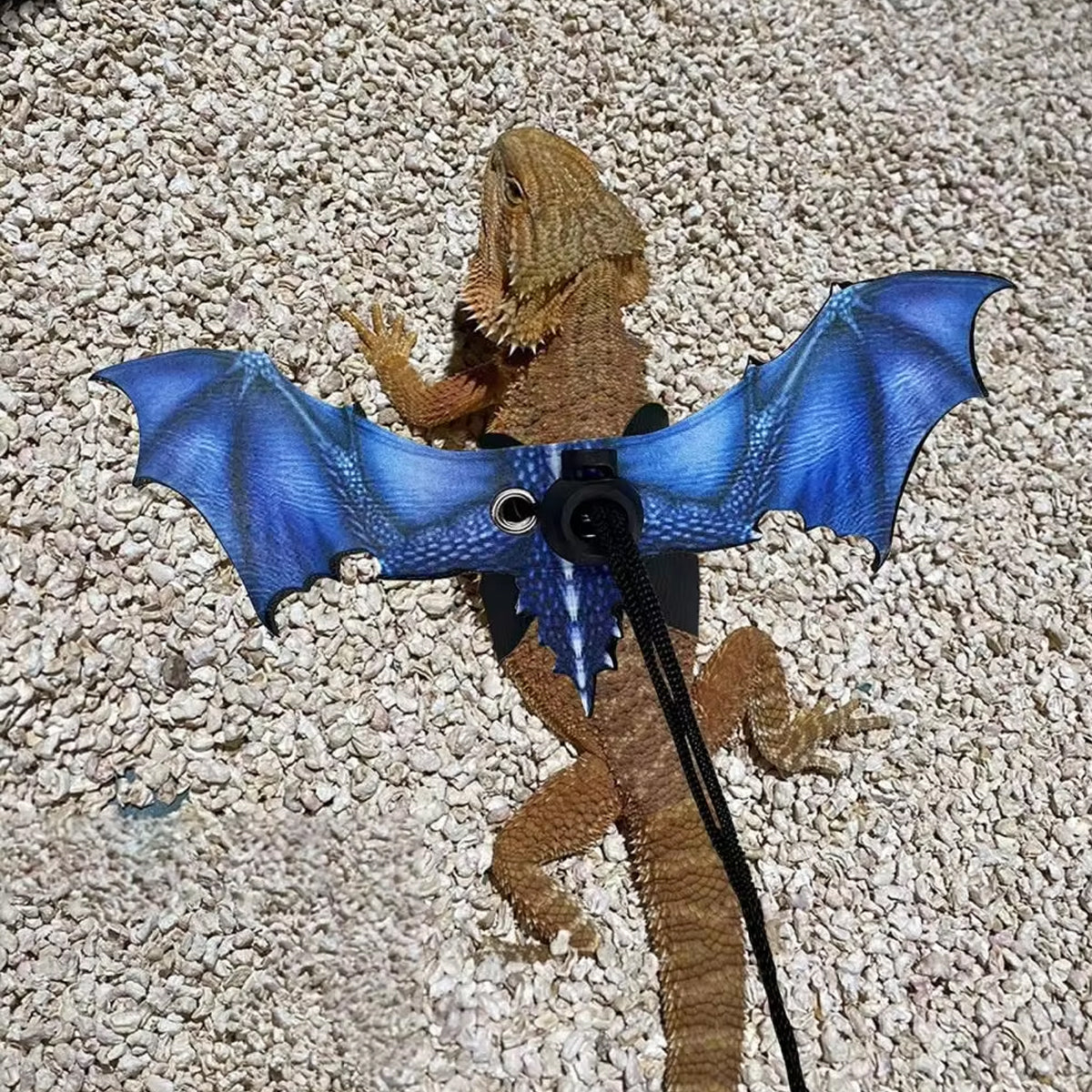 Adjustable Dragon Wing Lizard Leash Reptile Harness Set