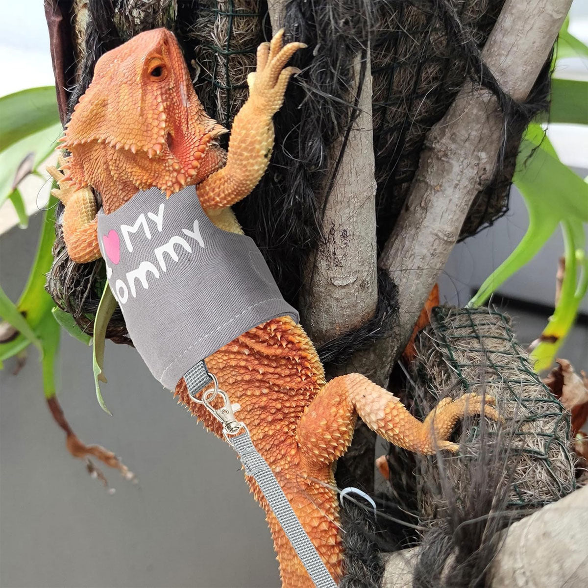 Lizard Harness And Leash Set With Luminous Print For Reptiles