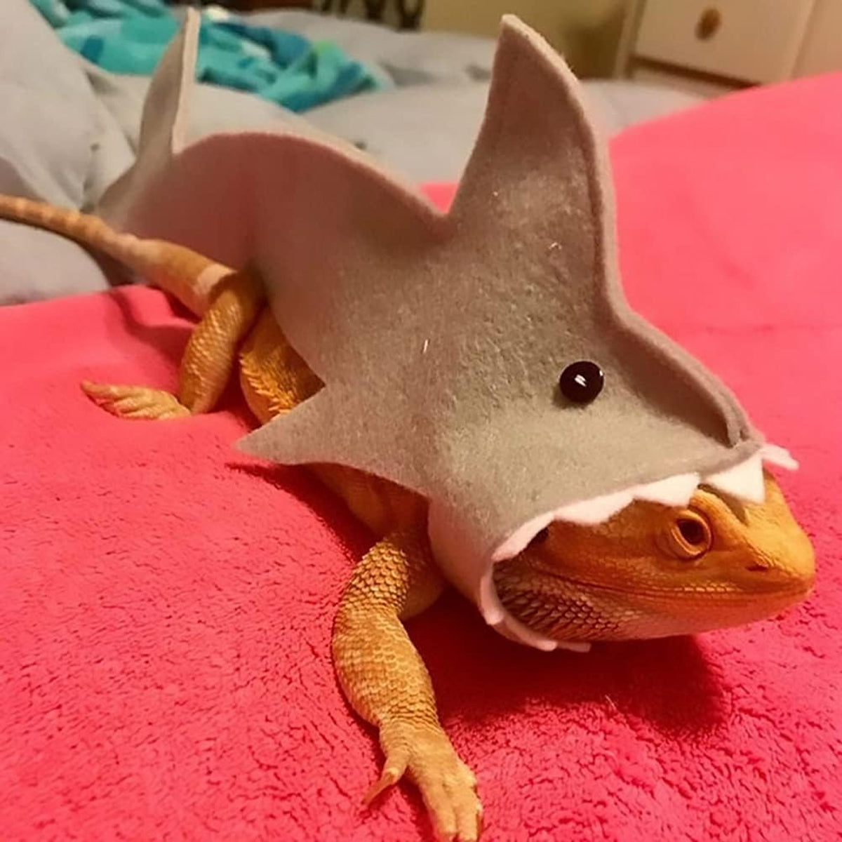 Shark Costume For Small Pets