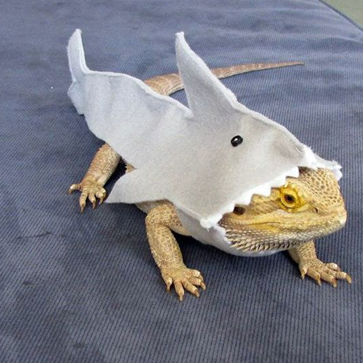 Shark Costume For Small Pets
