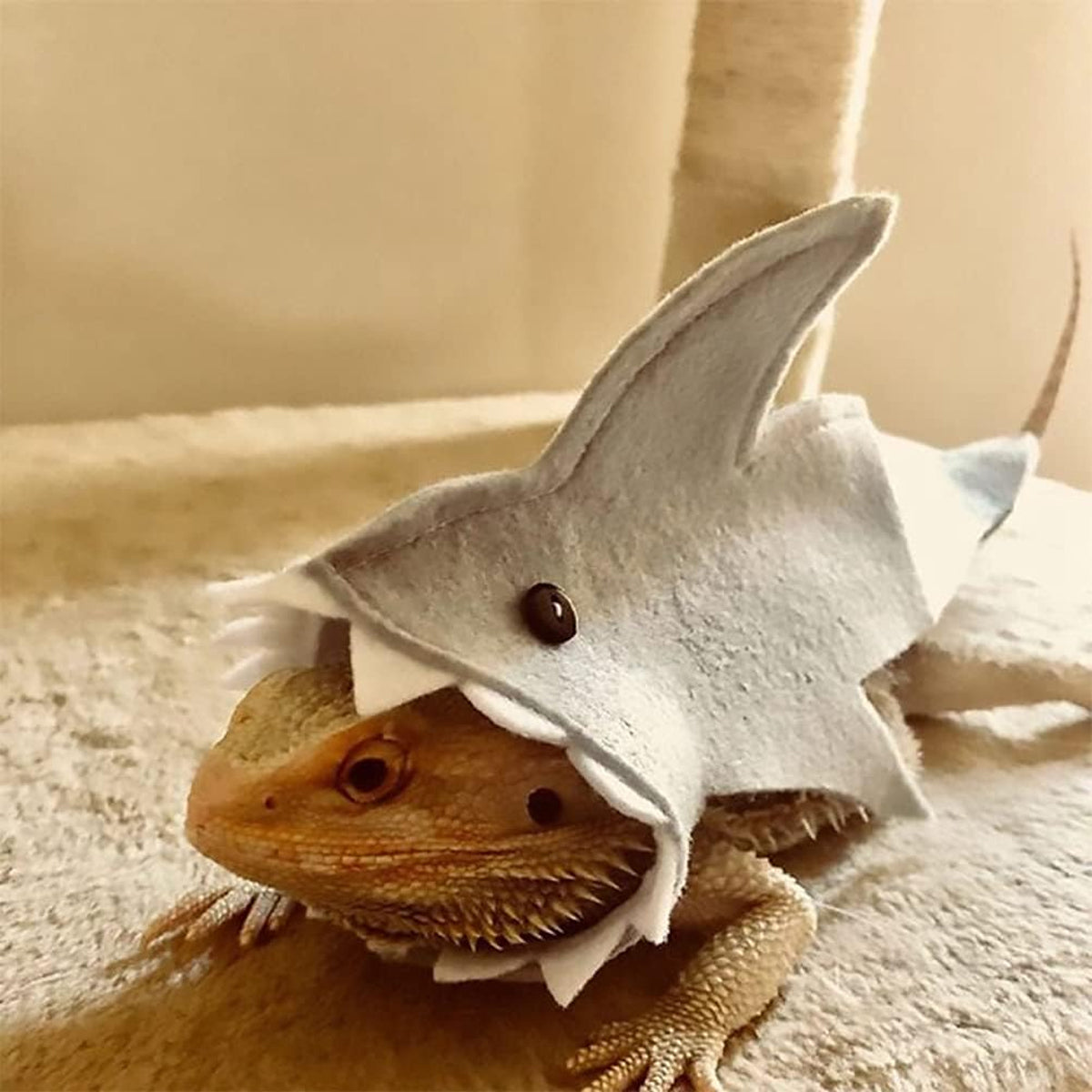 Shark Costume For Small Pets