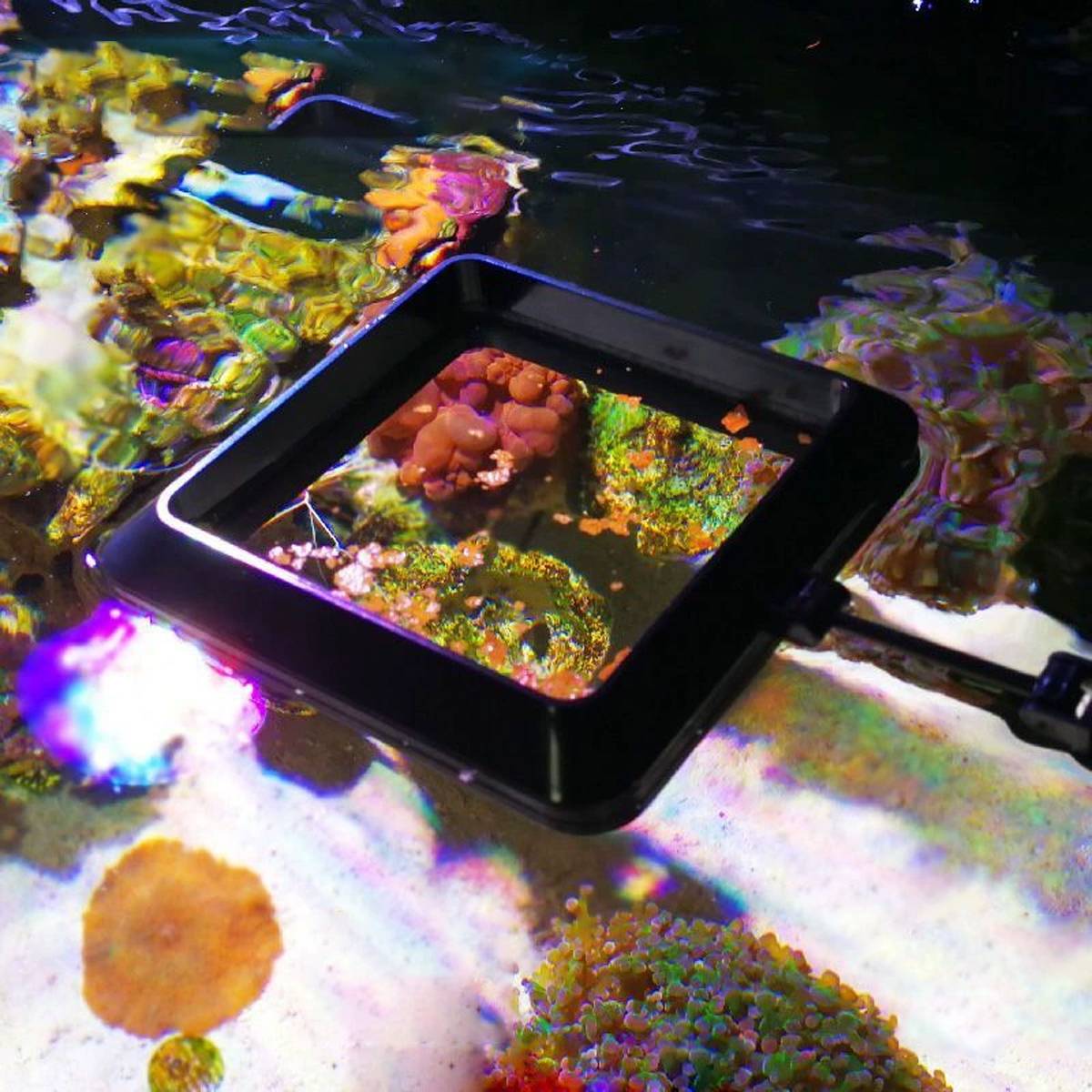 Magnetic aquarium feeding ring for fish food – product view 6