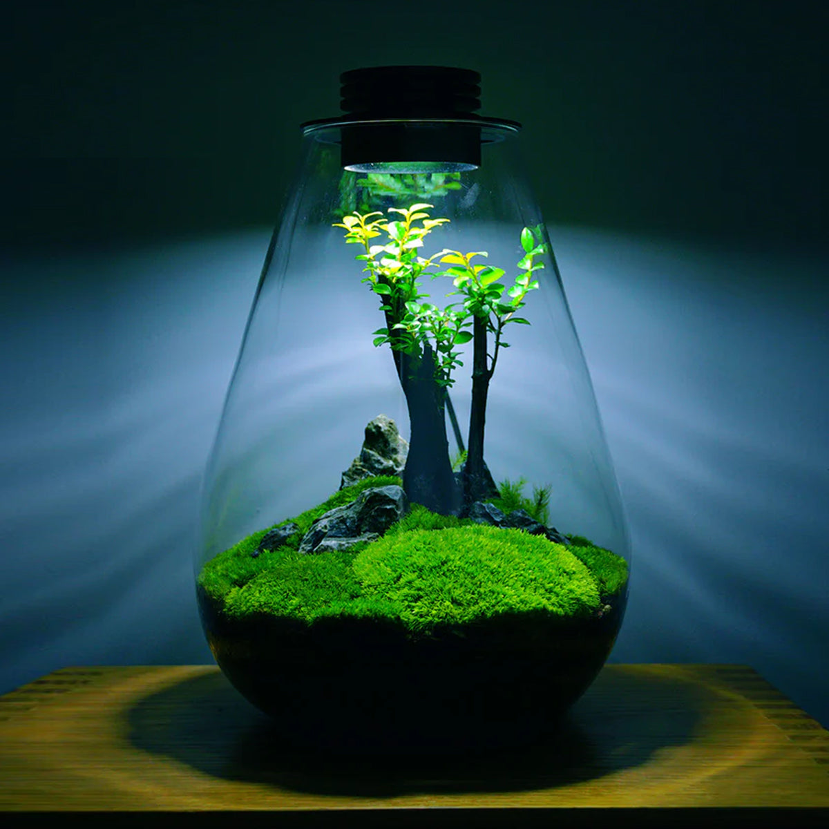 LED Glass Terrarium Bottle Mini Ecosystem Lamp
