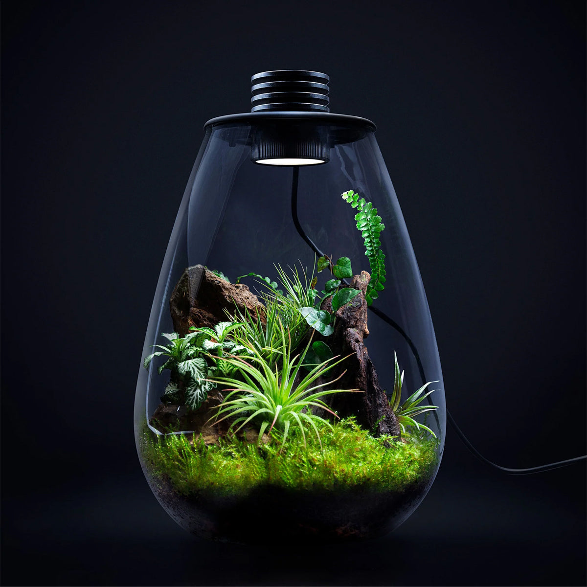 LED Glass Terrarium Bottle Mini Ecosystem Lamp