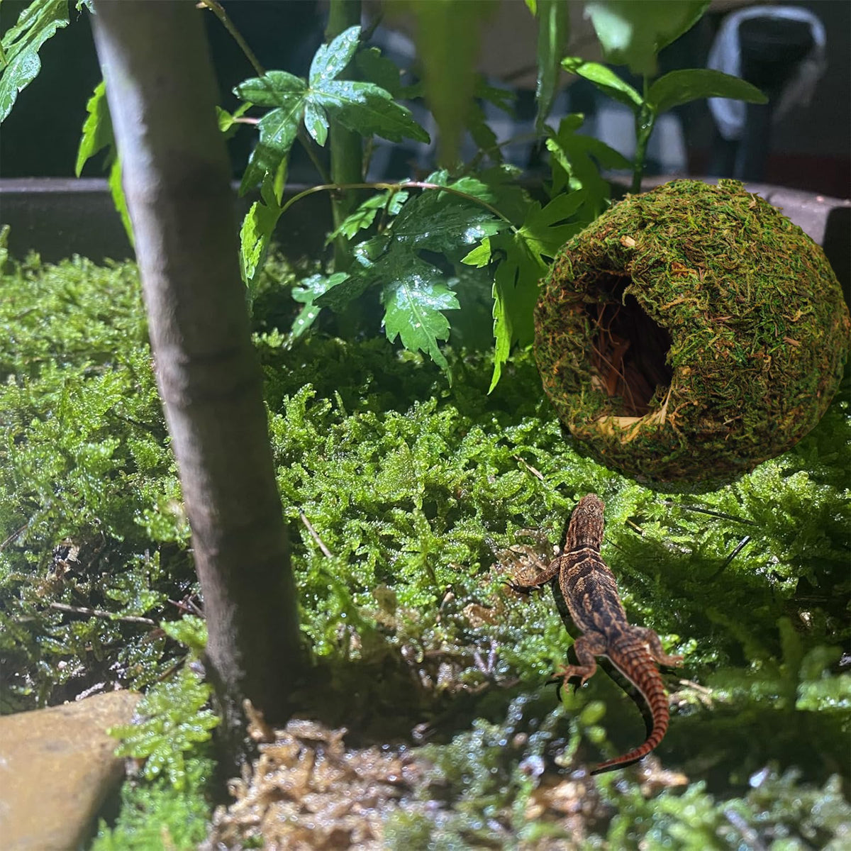 Handmade Moss Corner Hideout For Reptiles And Amphibians