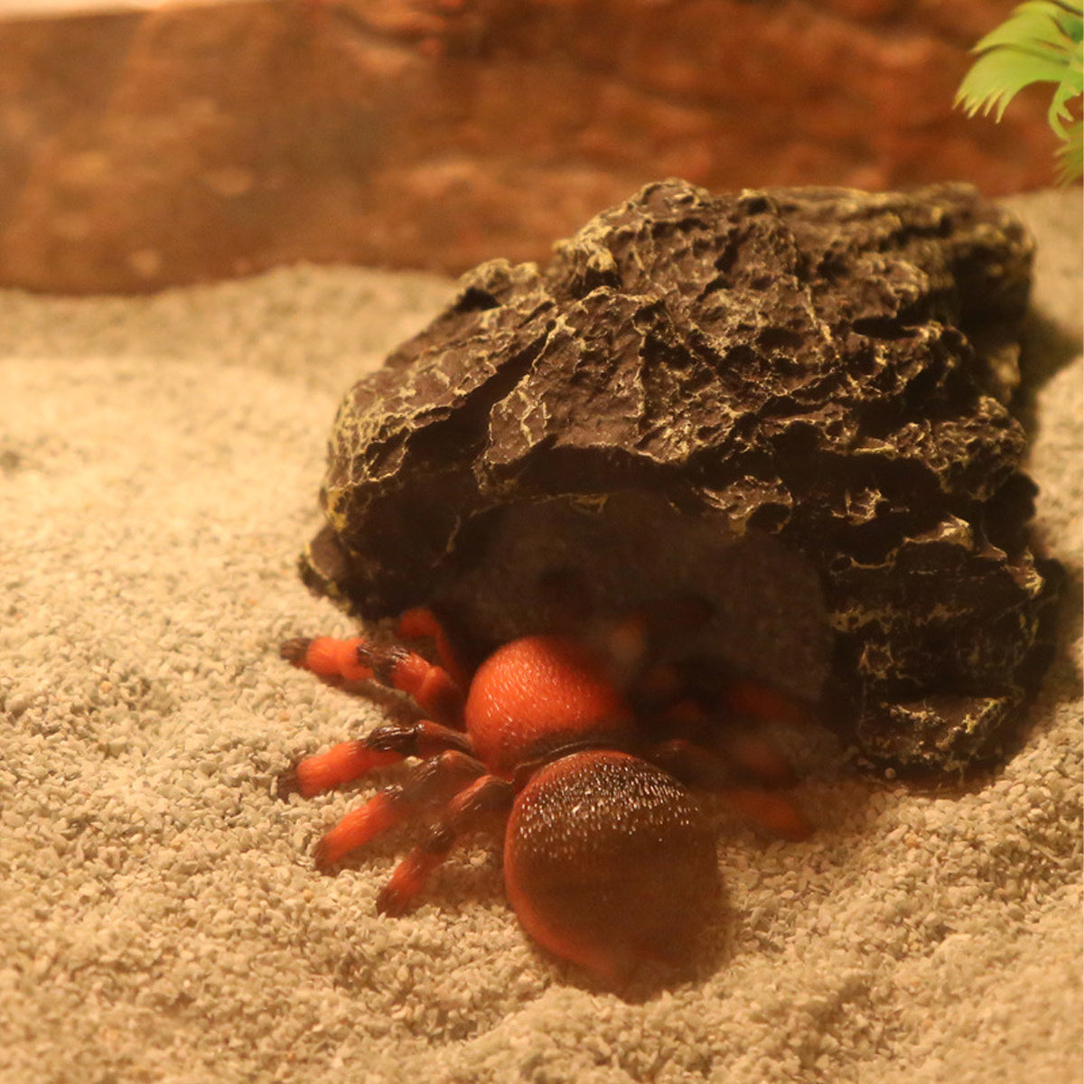Pet Sand for Tortoises Snakes Lizards Spiders Multi-colour Reptile Habitat Decor