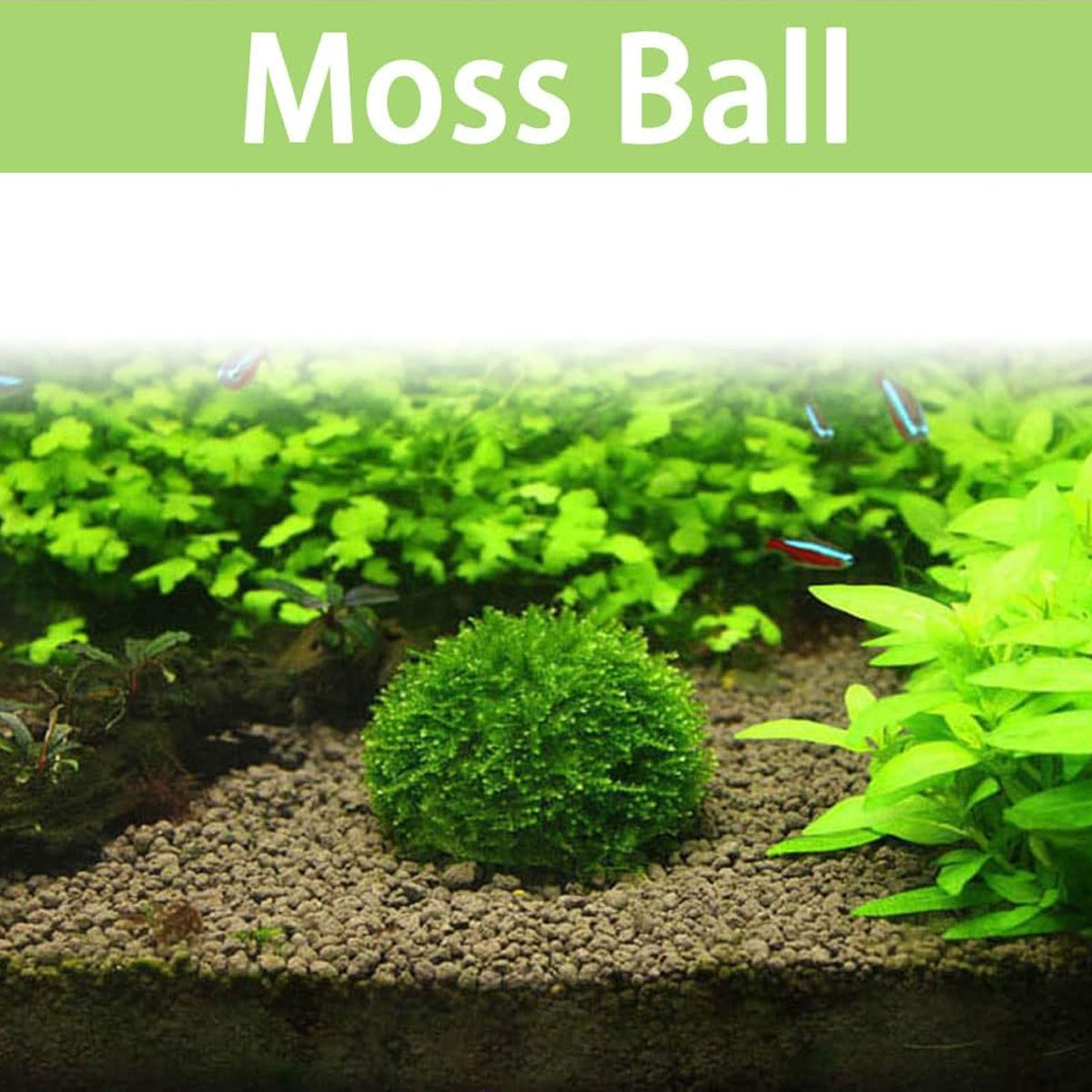 Aquarium Plastic Moss Ball Set 3PCS Plant Holder for Fish Tank