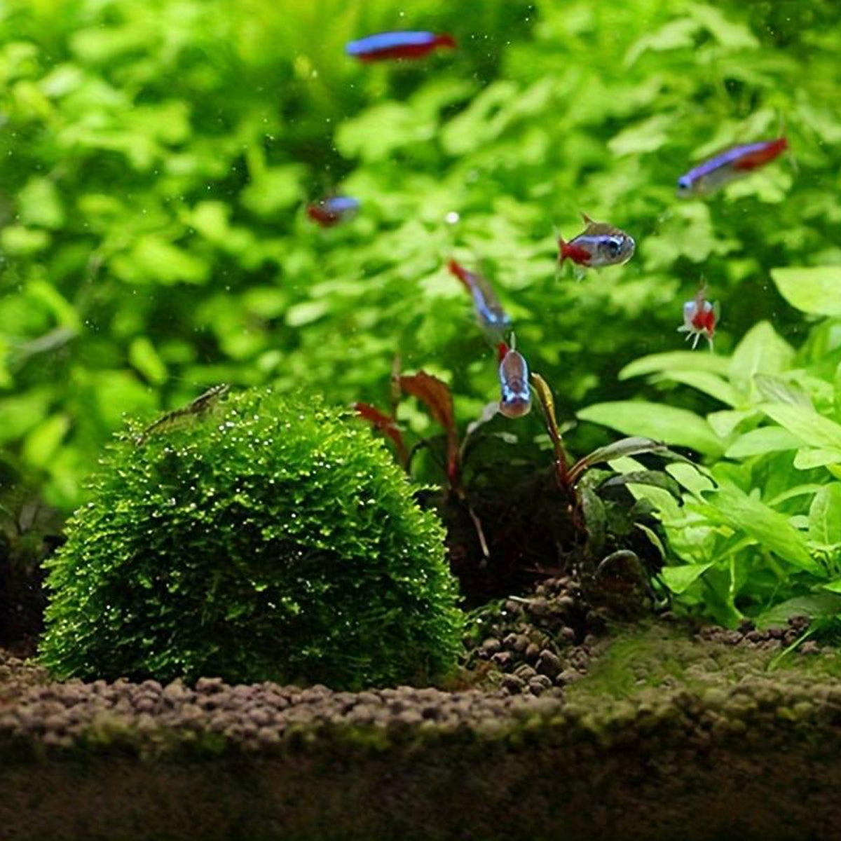 Aquarium Plastic Moss Ball Set 3PCS Plant Holder for Fish Tank