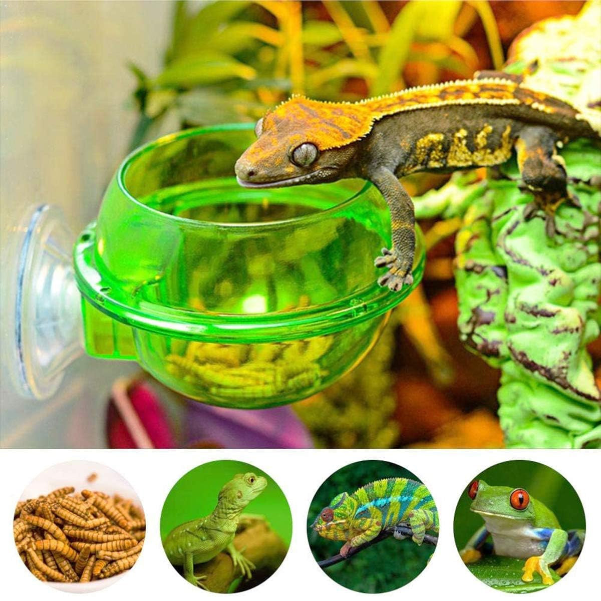 Reptile Suction Cup Feeder Bowl For Lizards And Geckos