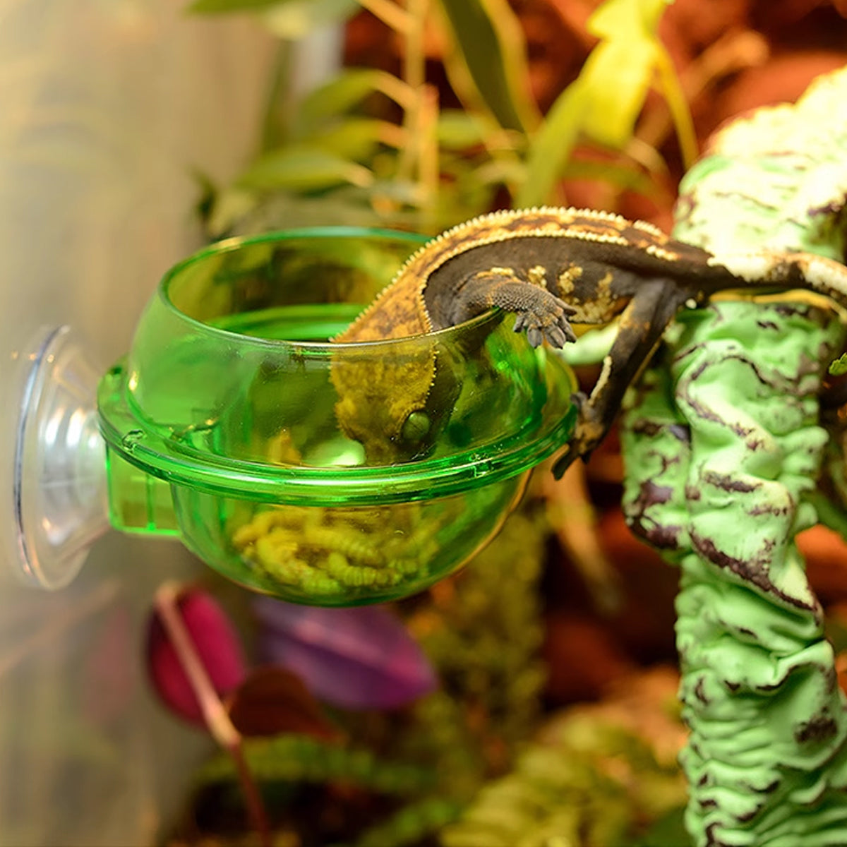 Reptile Suction Cup Feeder Bowl For Lizards And Geckos