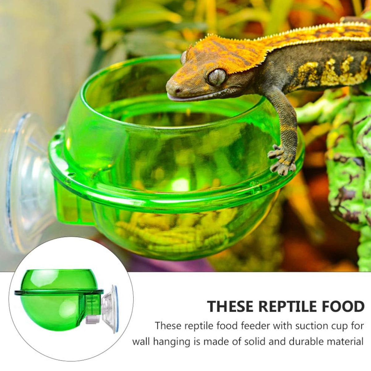 Reptile Suction Cup Feeder Bowl For Lizards And Geckos