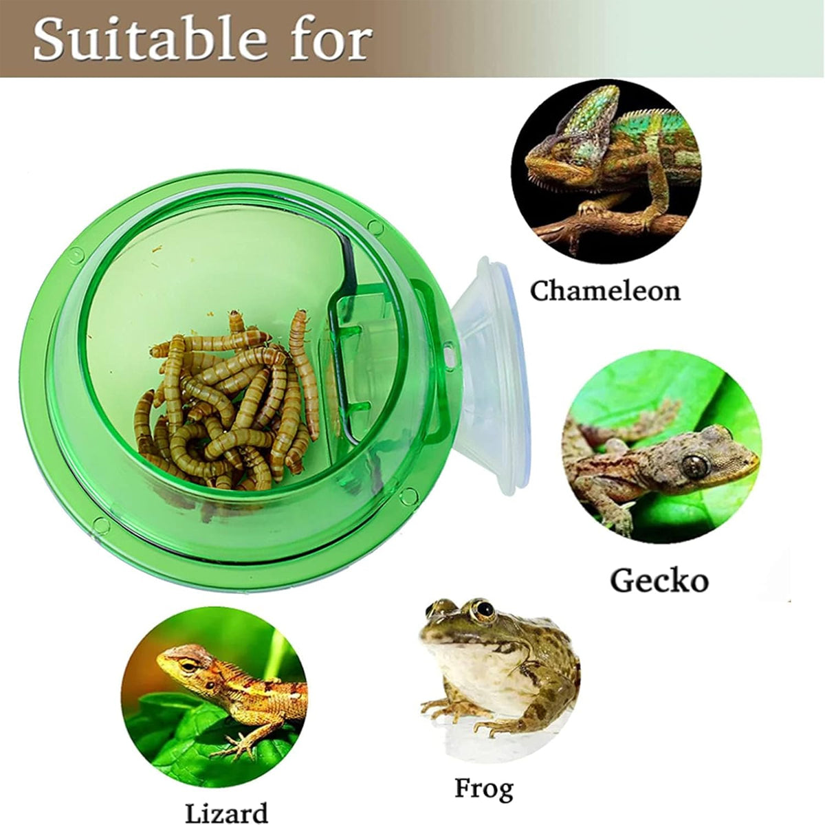 Reptile Suction Cup Feeder Bowl For Lizards And Geckos