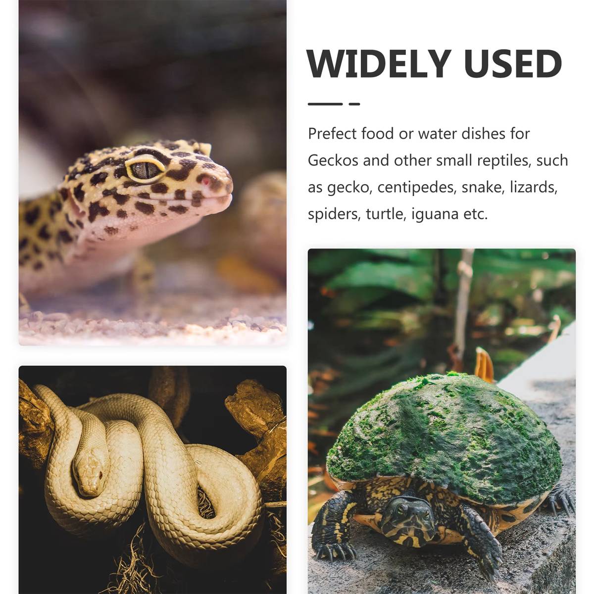 Reptile Feeding Bowl With Water Basin