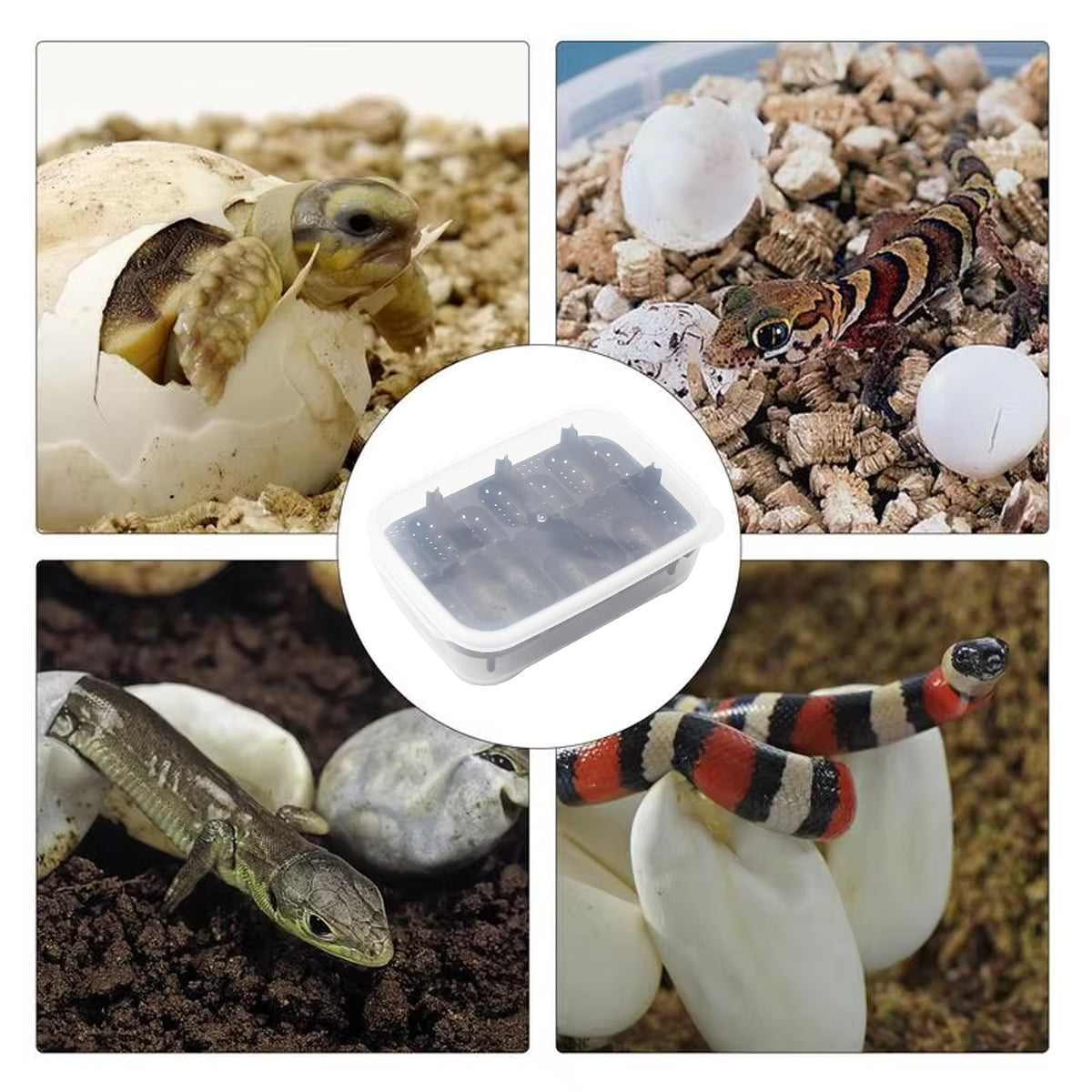 14 Grid Reptile Breeding Box Transparent Egg Incubator