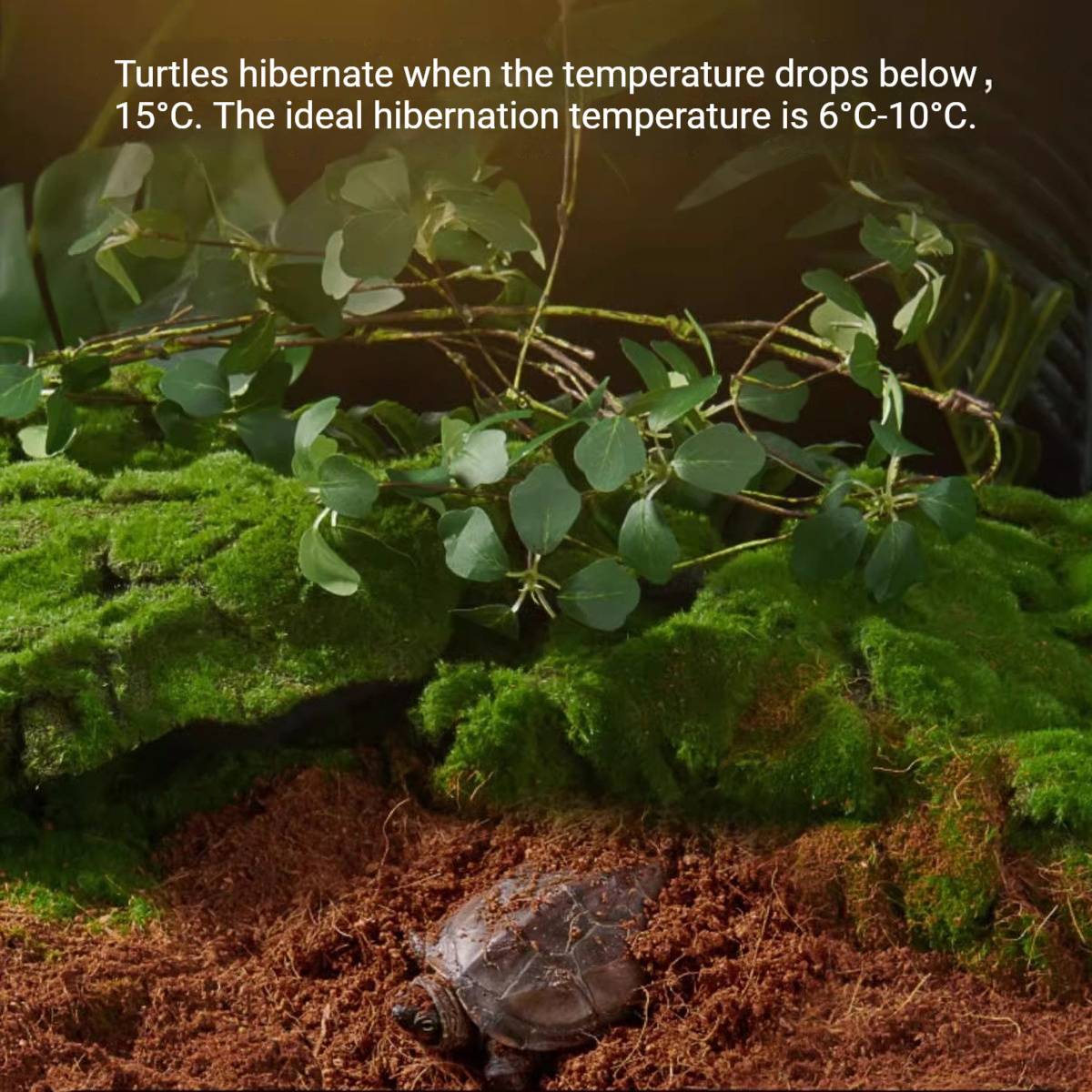 Yee Reptile Hibernation Kit With Coconut Soil And Moss