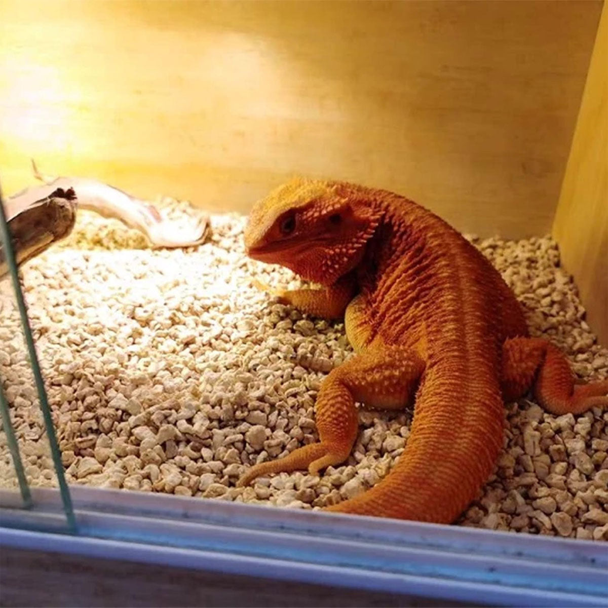 1kg Natural Corn Cob Bedding for Reptiles Small Animal Safe Eco-Friendly Habitat