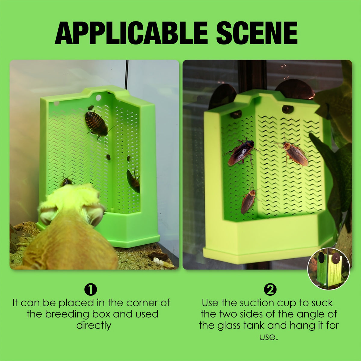 Predator Dish For Reptile Feeding