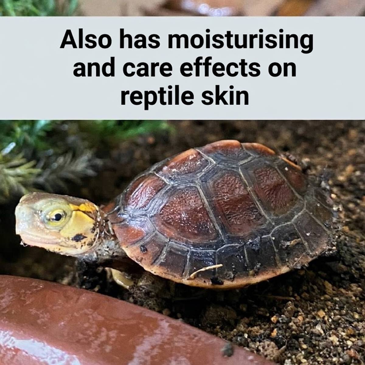 Turtle and tortoise shell moisturising care oil bottle – product view 11