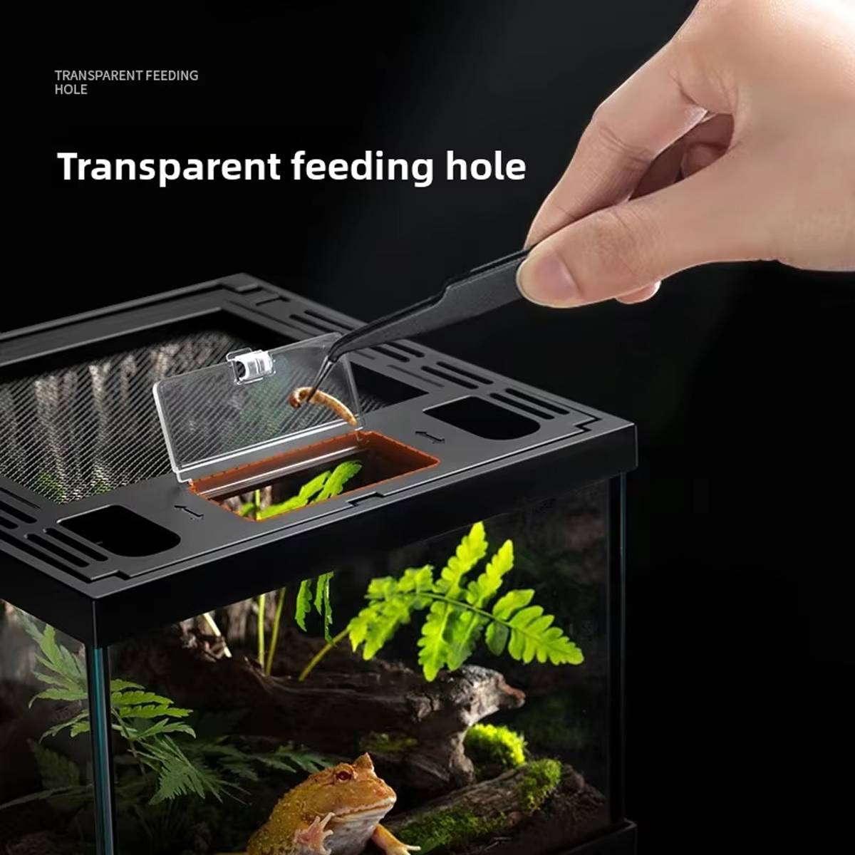 Mini Reptile Terrarium Tank 20cm Glass Enclosure