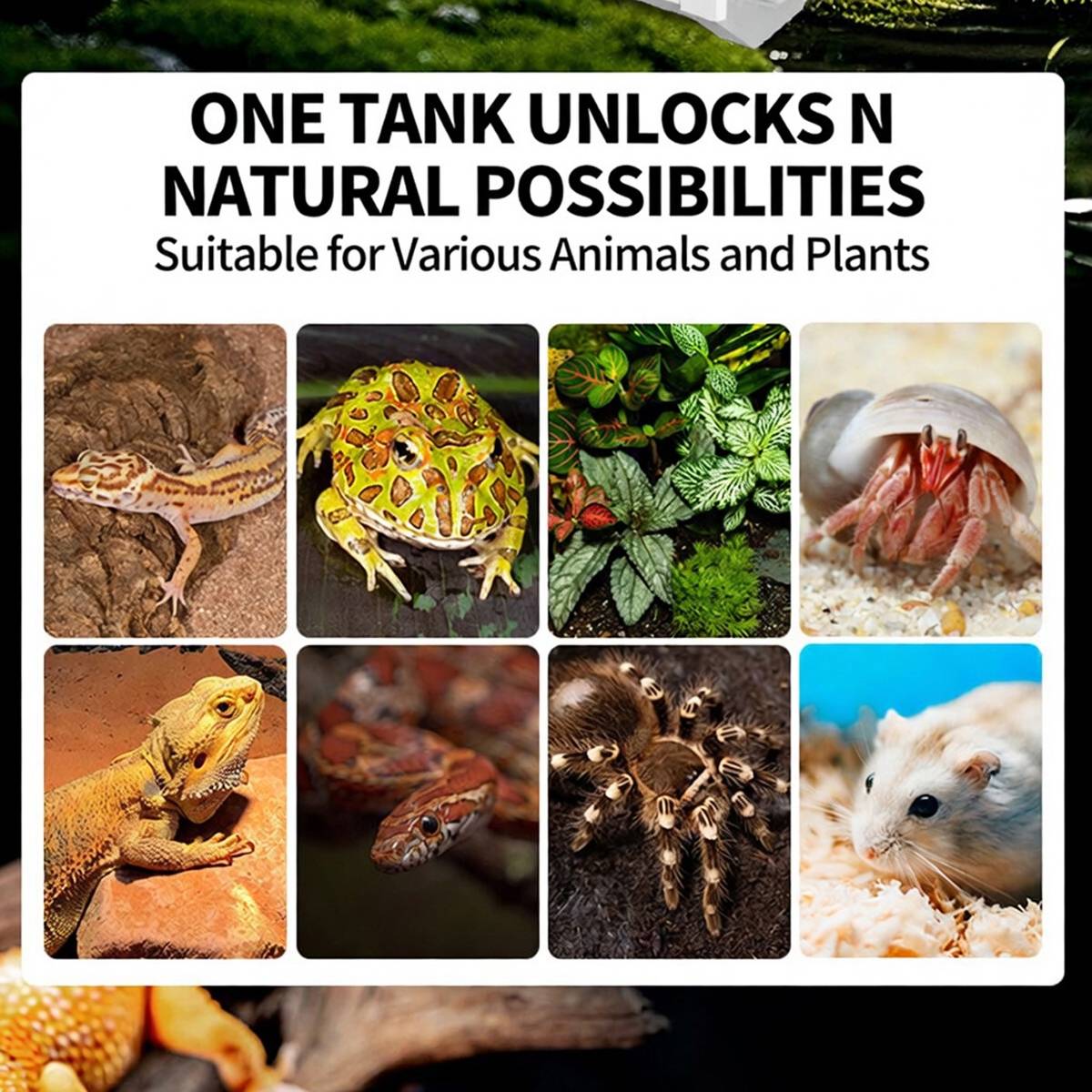 Reptile Habitat Tank With Ventilation And Feeding Port