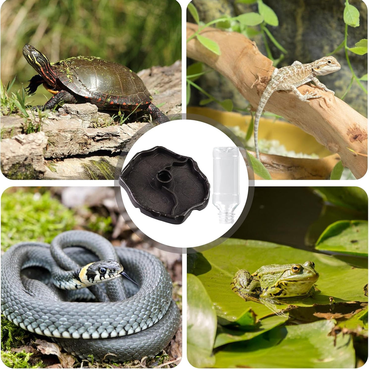 2in1 Dual-Purpose Reptile Feeder Water Bowl