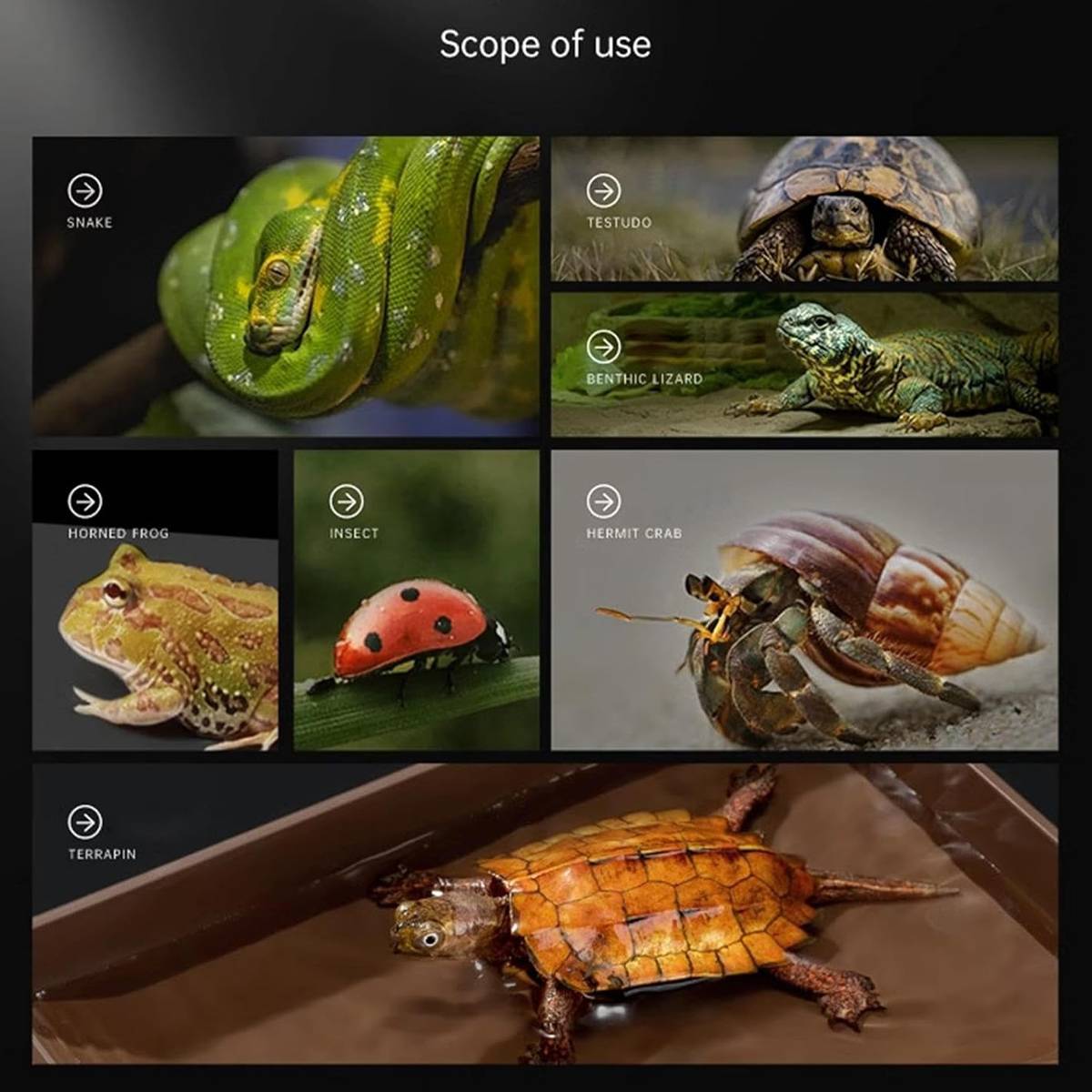 Reptile Water Dish With Ramp For Turtles