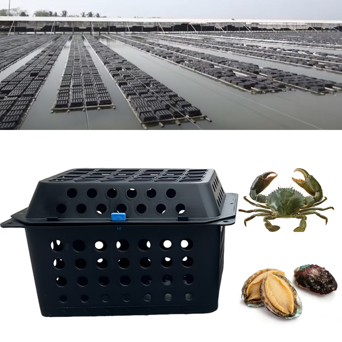 Large Aquaculture Breeding Cage For Crabs And Seafood