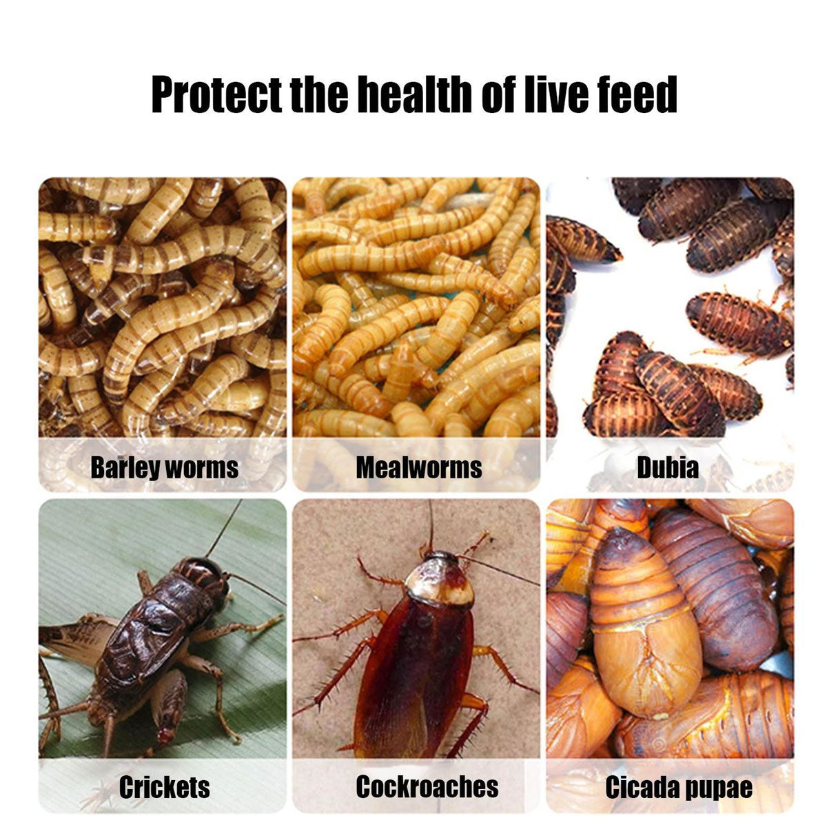 Insect Breeding Box Ventilated Container For Crickets Mealworms