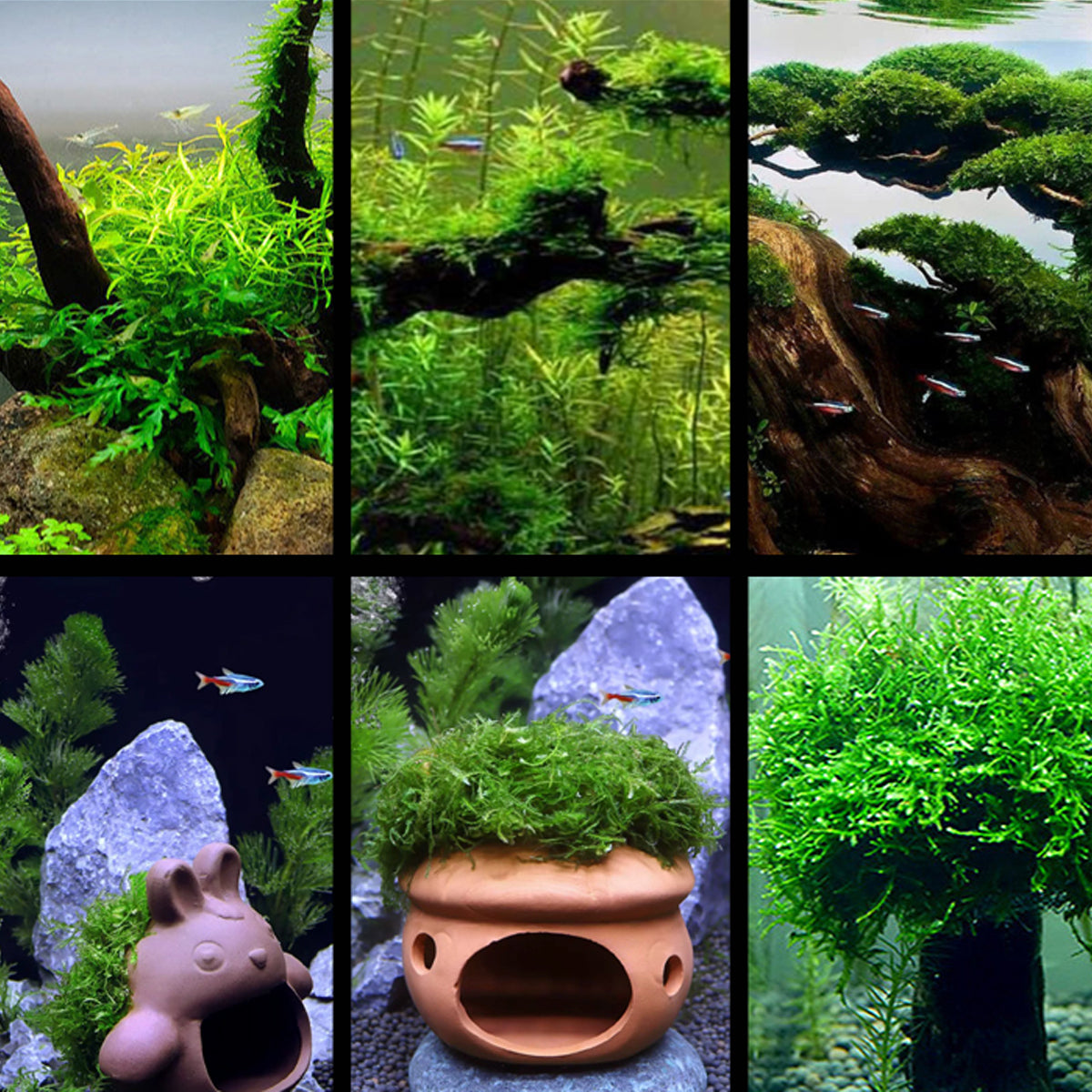 5PCS Aquarium Binding Line Transparent Moss Plant Tying String