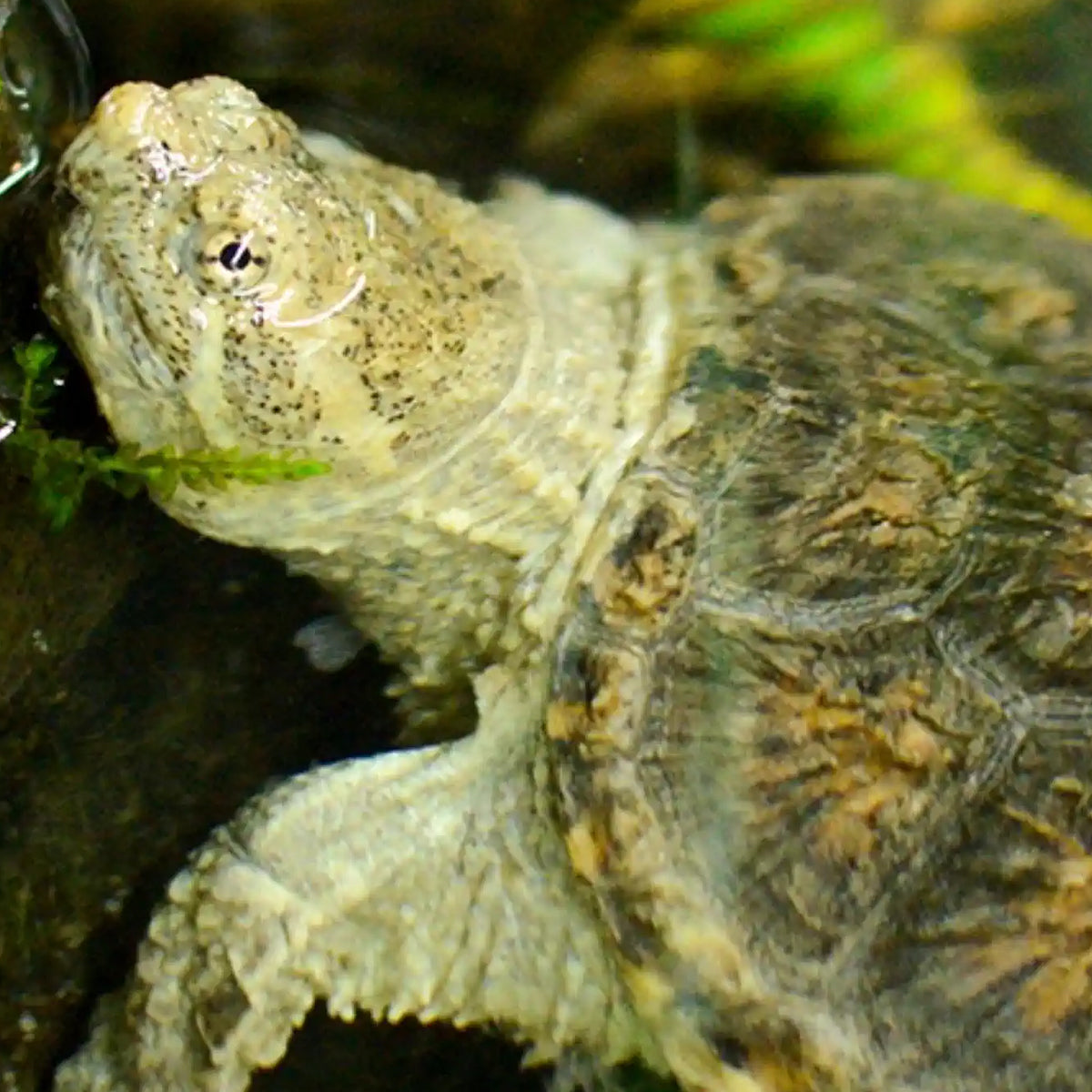 Turtle Water Stabiliser 100ML for Clean & Balanced Aquatic Habitat
