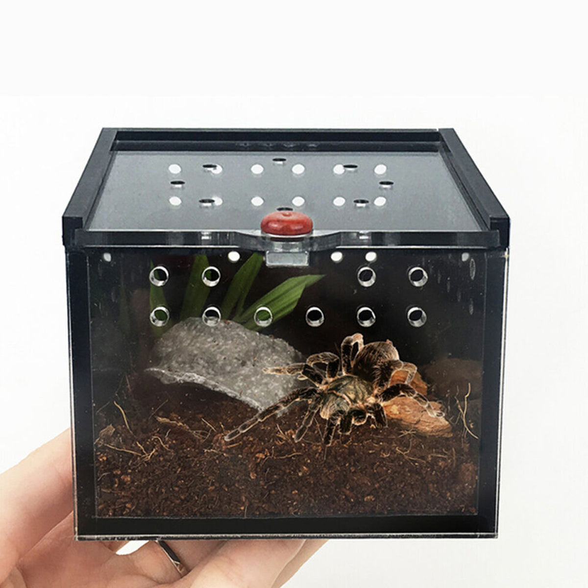 Reptile Climbing Pet Enclosure Spider Lizard Breeding Terrarium Box Terrarium
