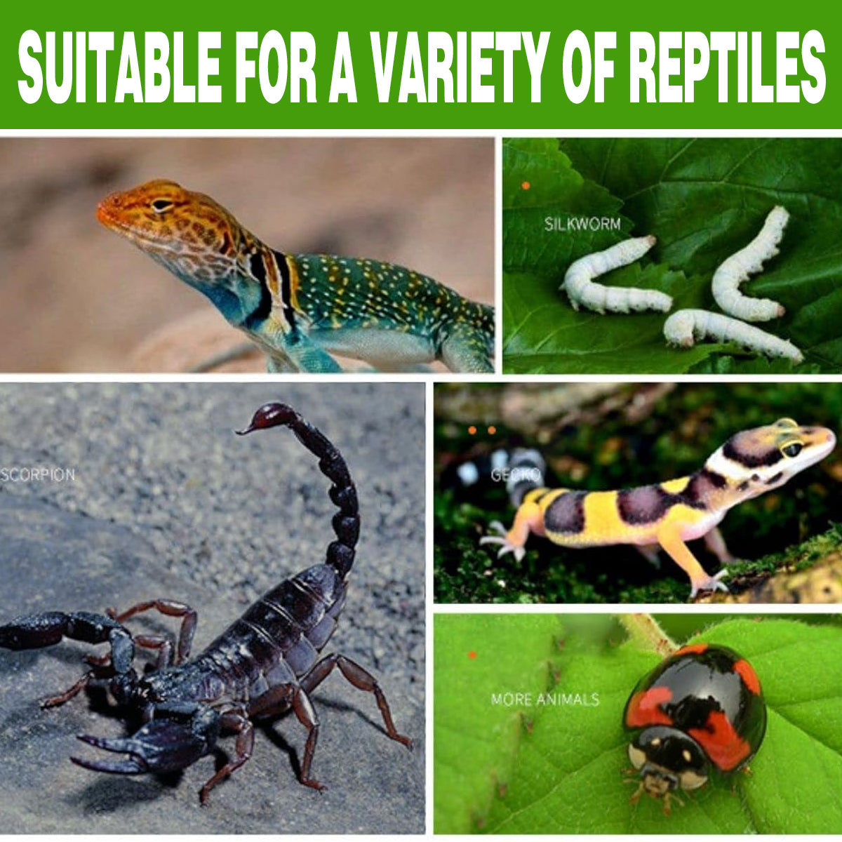 Reptile Climbing Pet Enclosure Spider Lizard Breeding Terrarium Box Terrarium