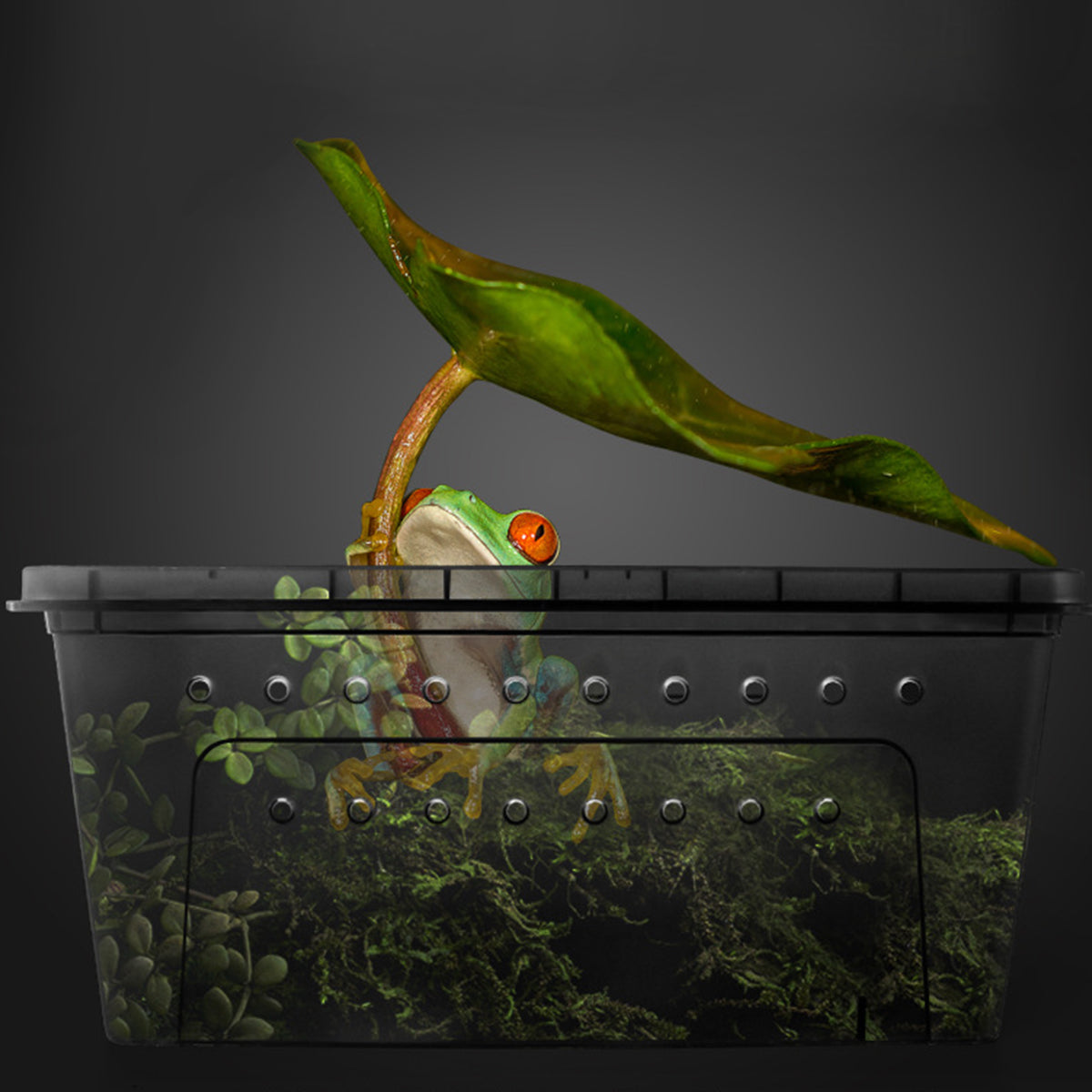 Reptile Breeder Box Transparent Insect Terrarium With Feeding Bowl